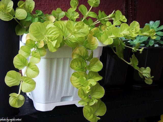 lysimachia